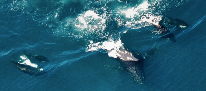 Illustration for article titled Why Are Killer Whales Suddenly Hunting Humpbacks?